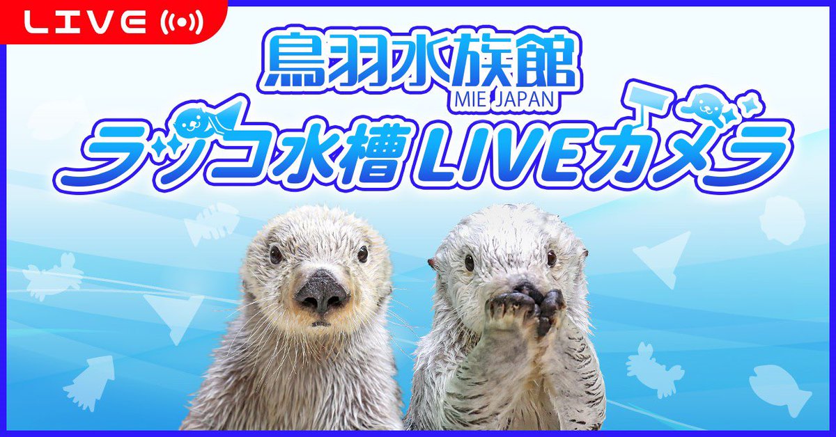 鳥羽水族館 ラッコ水槽ライブカメラを公開しました！ YouTubeにて24時間生配信です🦦🦦 詳細はこちら→ aquarium.co.jp/240415_01/