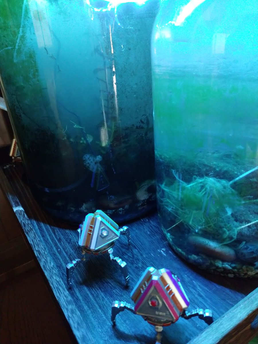 v_kugg's tweet photo. 水換え直後のにごりじゃこ達🦐

本日4/14（日曜日）の誕生花は…

　　ペルシャ菊　です。

本日も良いお天気…

山登り山登り🗻

富士山ではありません💦 https://t.co/kruQ4mJlzI