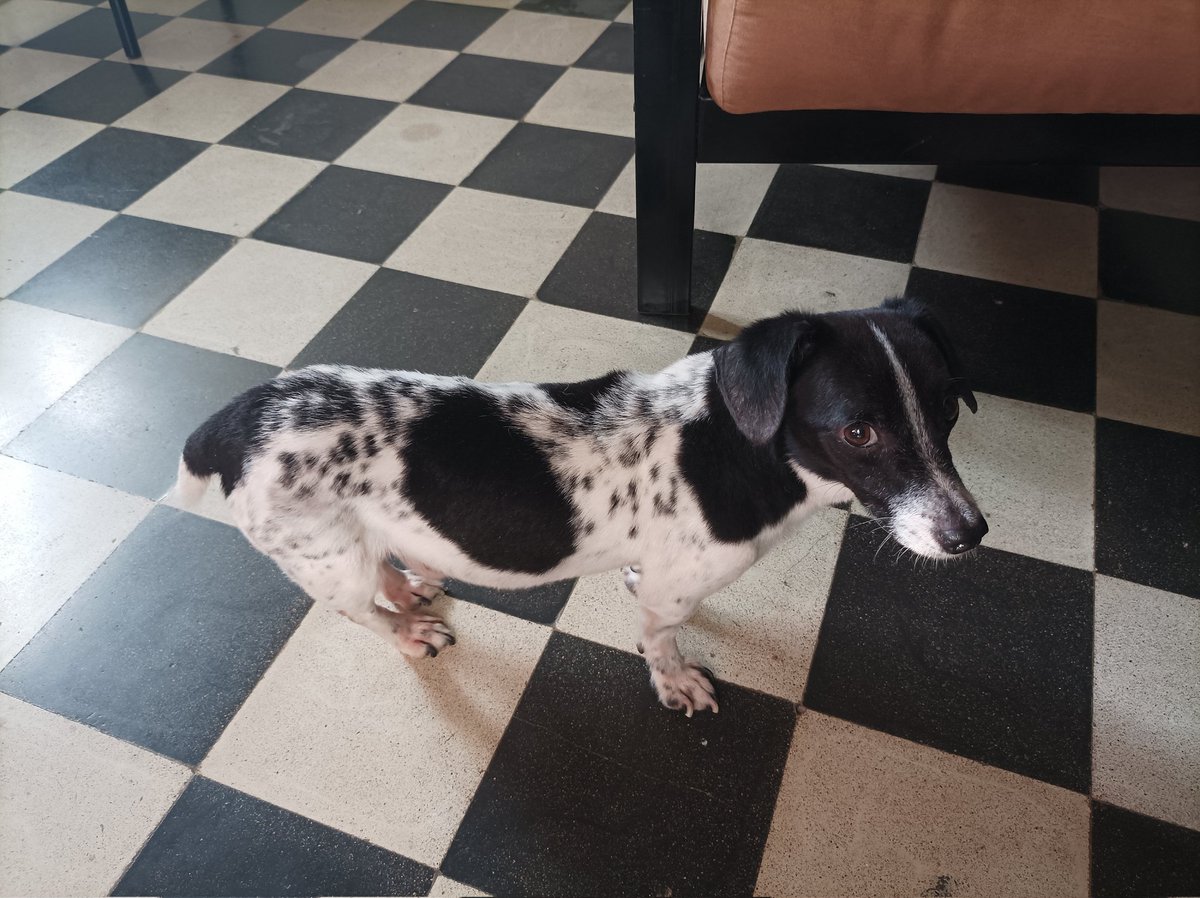 Pavel Milanes CO7WT tweet media