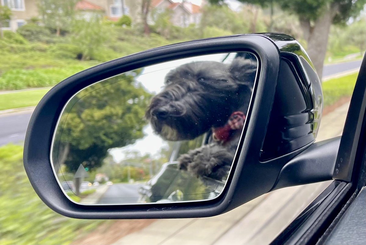 Woohoo I love going on rides! #dog #car #ride #scottishterrier