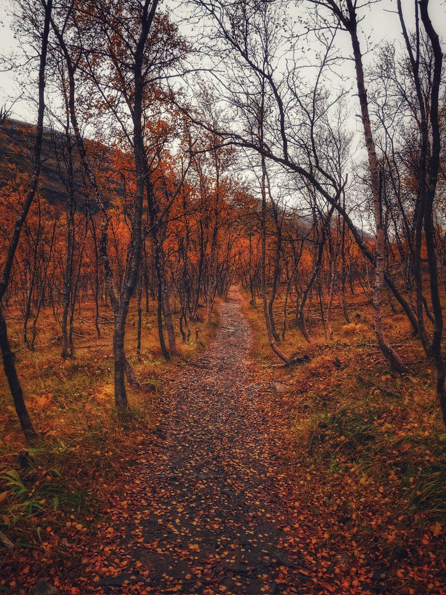 Autumn Path!!🍁🍂 #photography