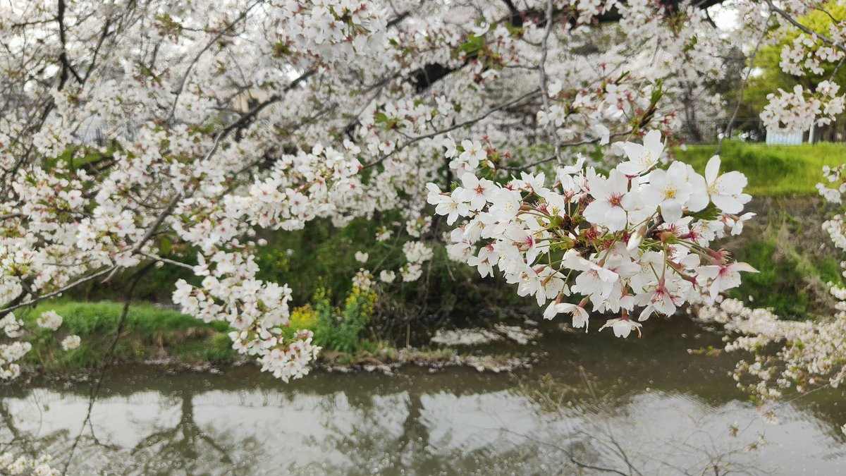 引越先は桜の木が多くて楽しめた