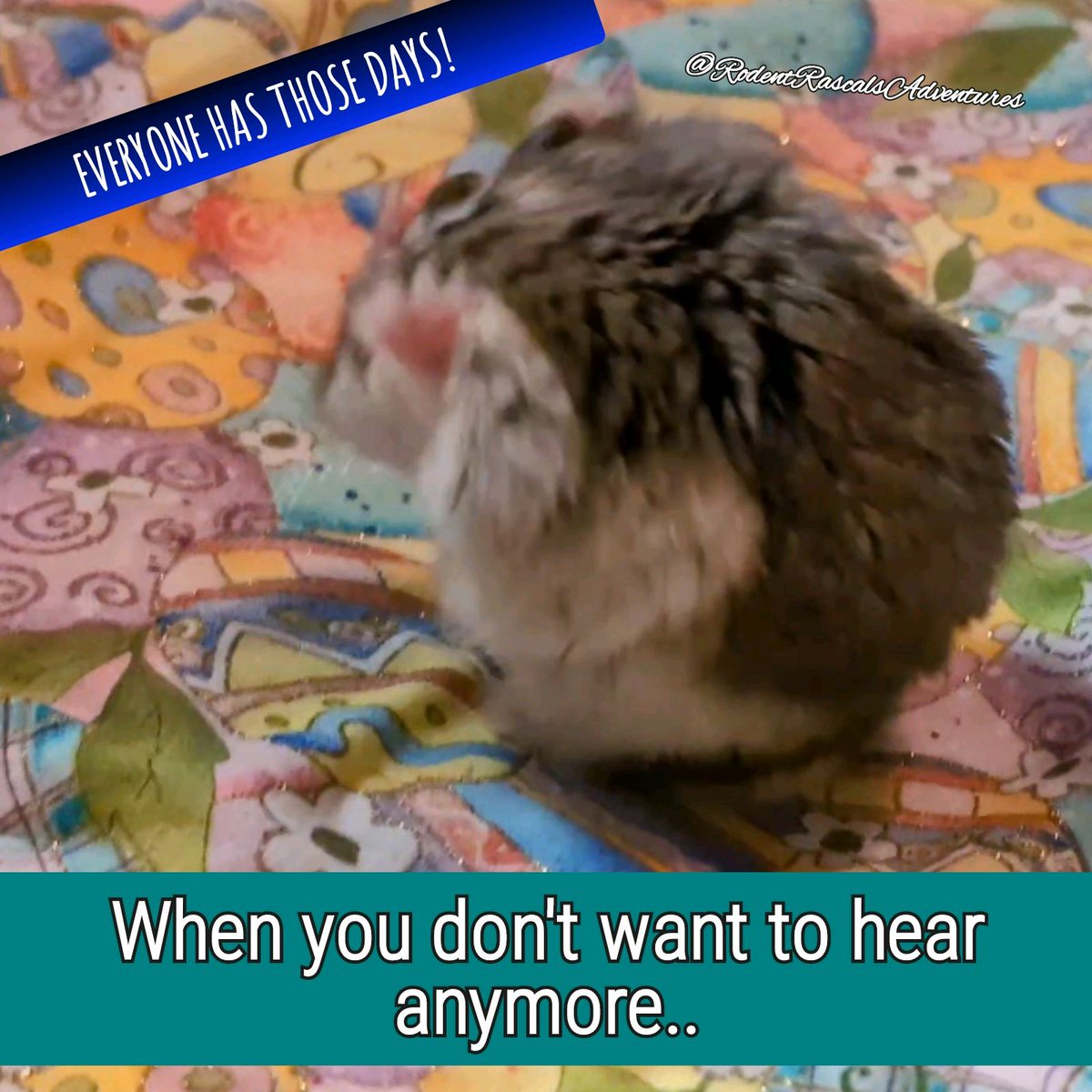🐹🚫👂 Star hopes nobody is feeling this way today, but he wants YOU to know that if you are you're NOT alone!!! #enough #yourenotalone
❤️🐹🐽🐀💻⬇️
#RodentRascalsAdventures 

#hamster #SaturdayInspiration #hamsterdaily #pets #cutepet #cutehamster #hamstersoftheday #hamsterlife