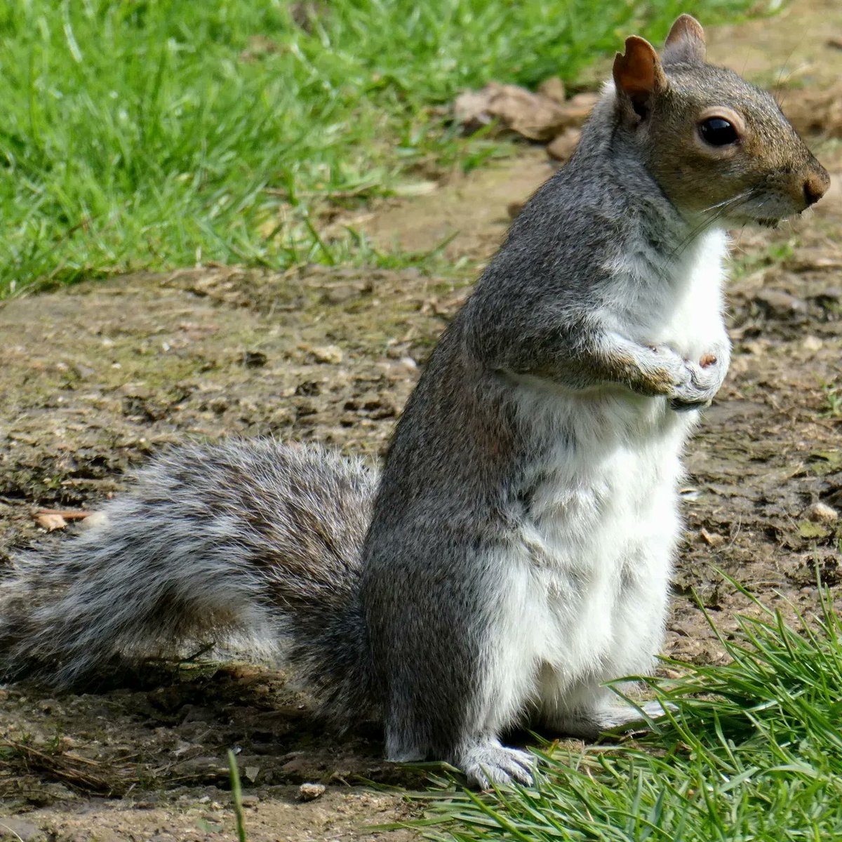 Loved watching this squirrels antics today #ukwildlife #squirrels