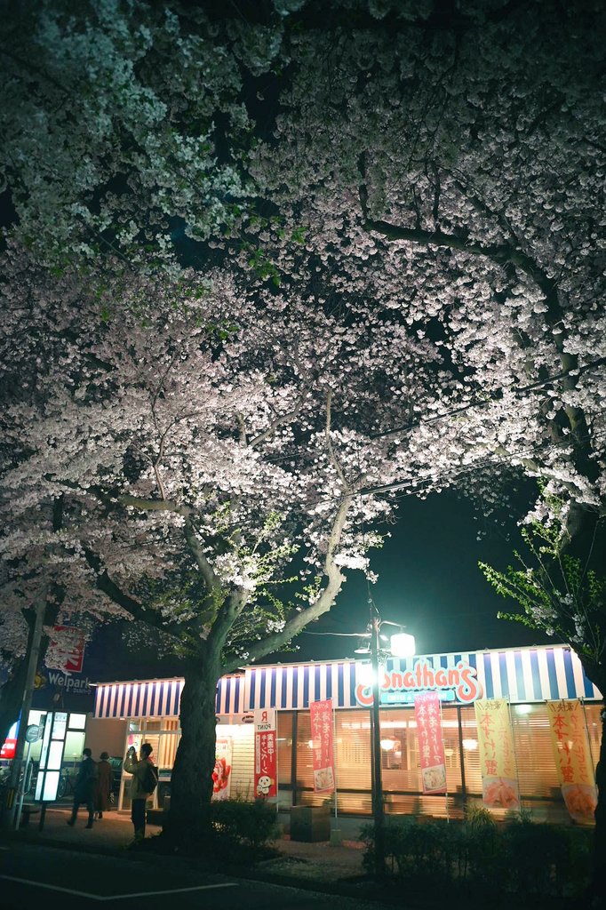 仕事帰りに桜が癒やしてくれた🌸

4月8日、南武線・矢川駅前にて

全部縦写真、タップしてね

Z5＋日本光学 Nikkor 2.8cm f3.5（1952）

#オールドレンズ
#oldlens