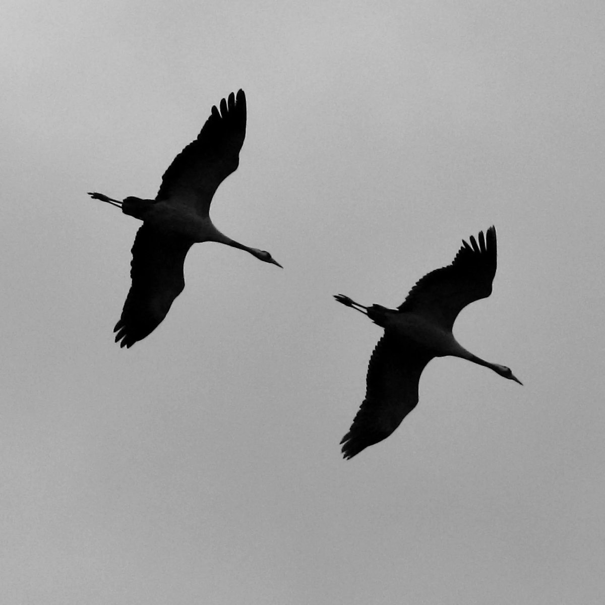 Simon Passey tweet media