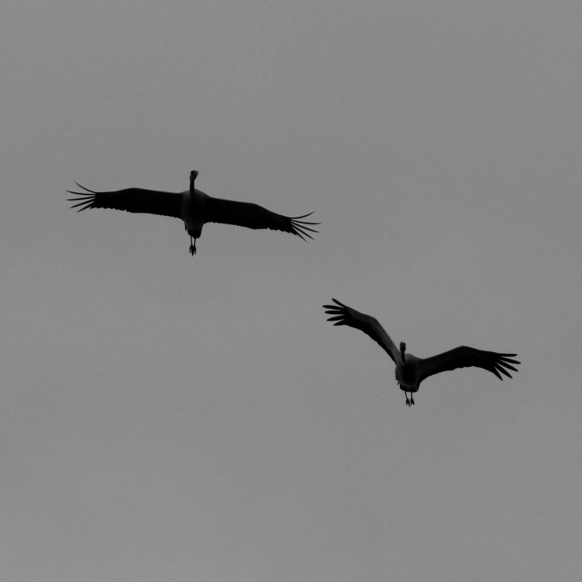 Simon Passey tweet media