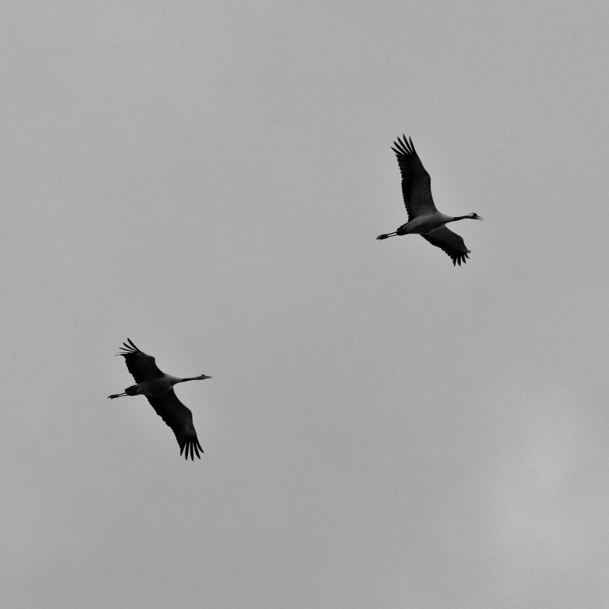 Simon Passey tweet media