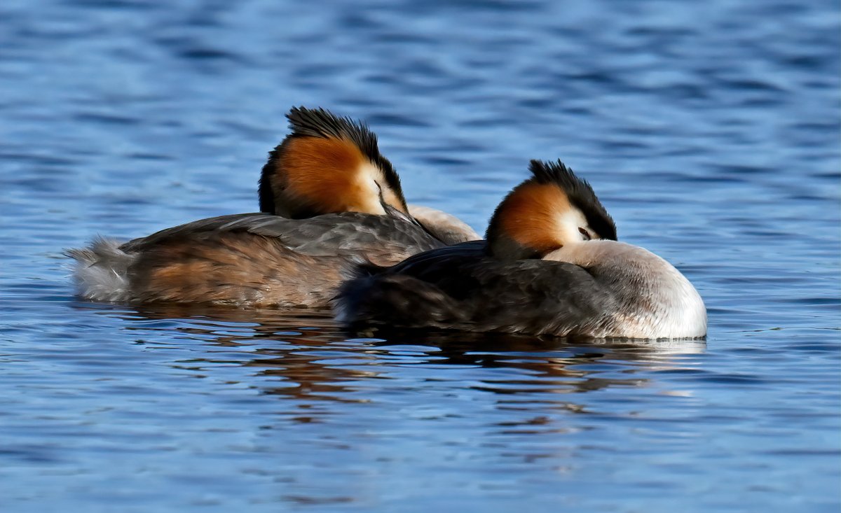 Wanted to see the iconic Great Crested Grebe mating dance recently at RSPB Ham Wall.... they just wanted to sleep... 🙄😒😅🐦