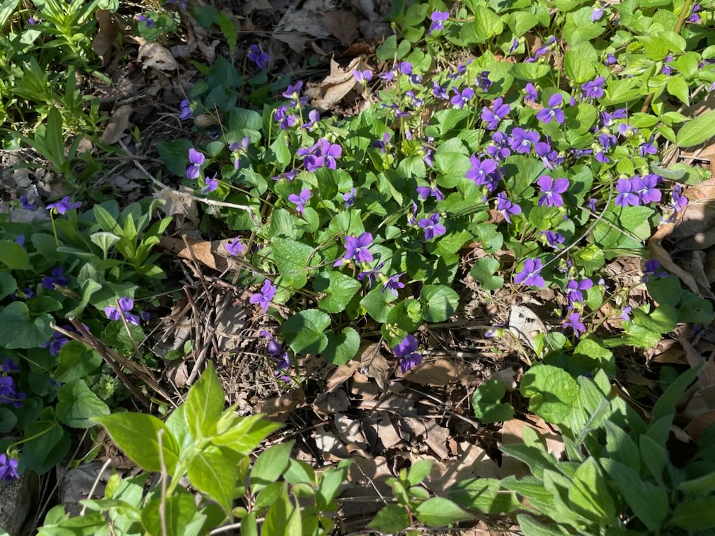 Close to the earth and hungry for light, the violet lusts for its own spectral sorors, Together they shove aside the leaves, eyeing the sun, almost smiling.