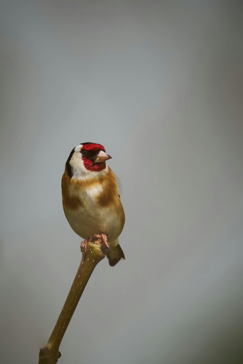 A beautiful goldfinch taking a moment of rest on a twig.

#NaturePhotography #Birds