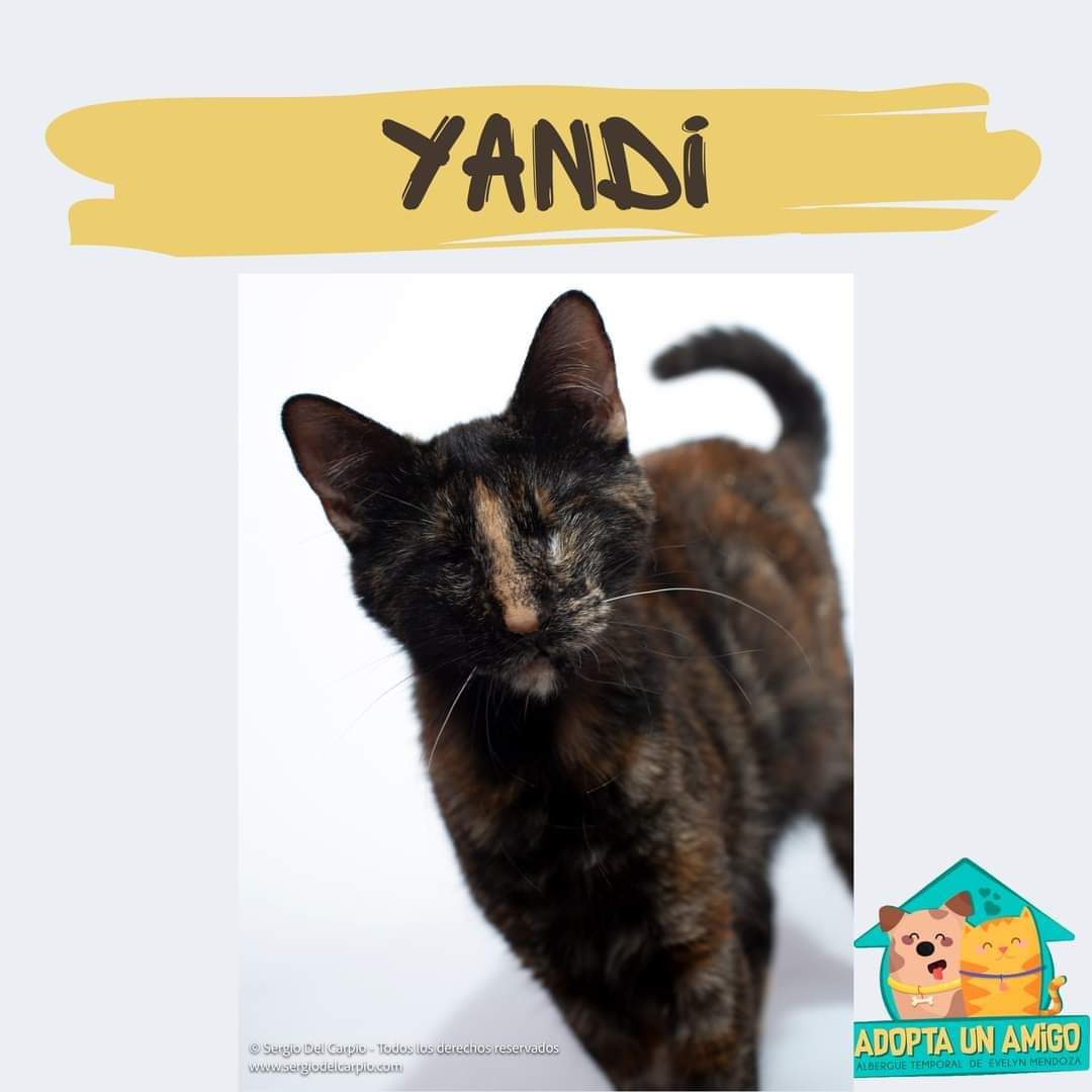 ASF_Prensa's tweet photo. #LaMagiaDeAdoptar ¡Descubre la verdadera felicidad en cada ronroneo! 

Te esperamos en el Family Fest Peru🐾(zona de adopciones) el próximo 27 y 28 de abril en el #ParqueDeLaExposición

Comunicarse con Evelyn al 992 614 216 https://t.co/klV2QebYTR