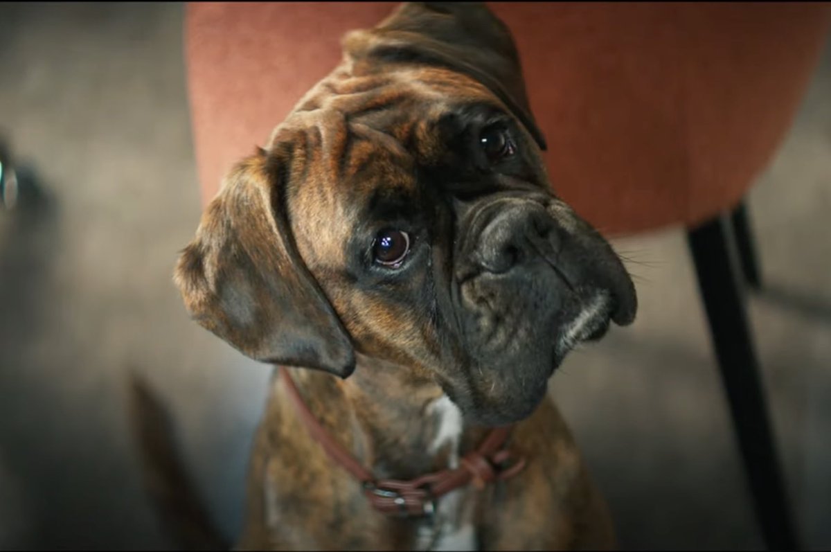 Moose The Dog tweet media