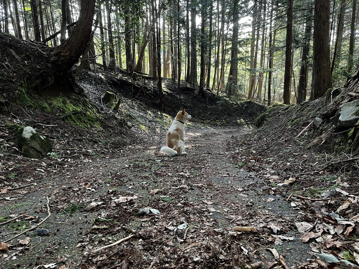 yuruboy's tweet photo. 蓬莱山登山中に野良犬？はぐれた？と遭遇。ずっと着いてきてますが、このケース初めてで困惑してます。

調べると数日前にも同じ犬の目撃情報ありますが、どうしたもんやら。 https://t.co/L1GMLn7gdf
