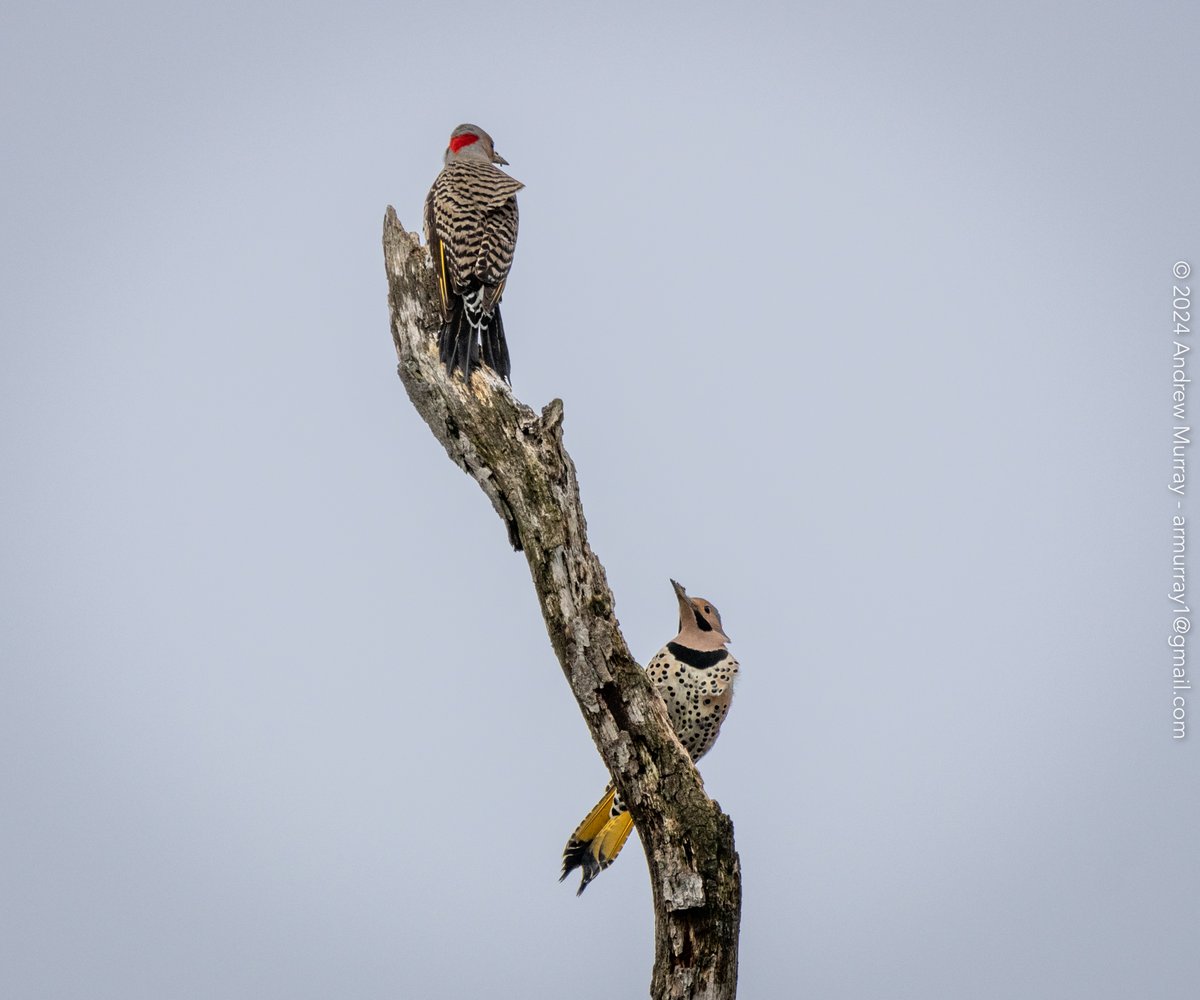 Northern Flickers (female, male)