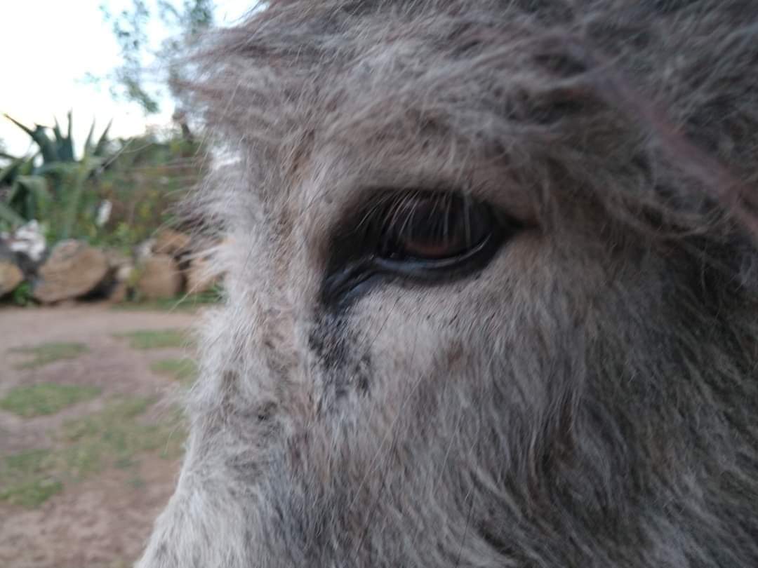 ¿LO SABÍAS?📣🔍 Los burros han tenido un sacrificio masivo durante los últimos años. 😭 Siendo una de las causas por las que está desapareciendo😣 Su piel es exportada para la elaboración de diferentes productos, provocando que su población se reduzca drásticamente🥺