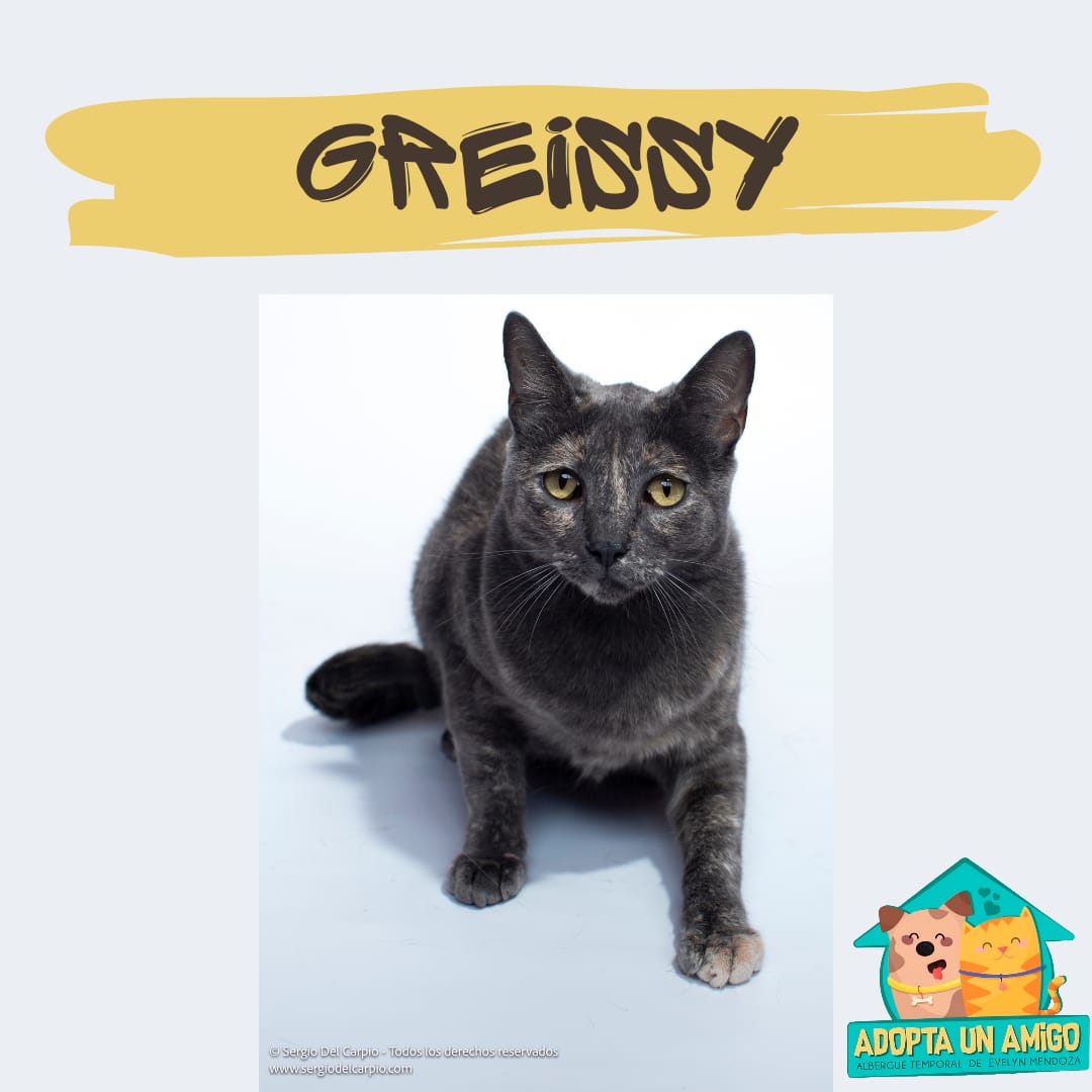 ASF_Prensa's tweet photo. #LaMagiaDeAdoptar ¡Descubre la verdadera felicidad en cada ronroneo! 

Te esperamos en el Family Fest Peru🐾(zona de adopciones) el próximo 27 y 28 de abril en el #ParqueDeLaExposición

Comunicarse con Evelyn al 992 614 216 https://t.co/klV2QebYTR
