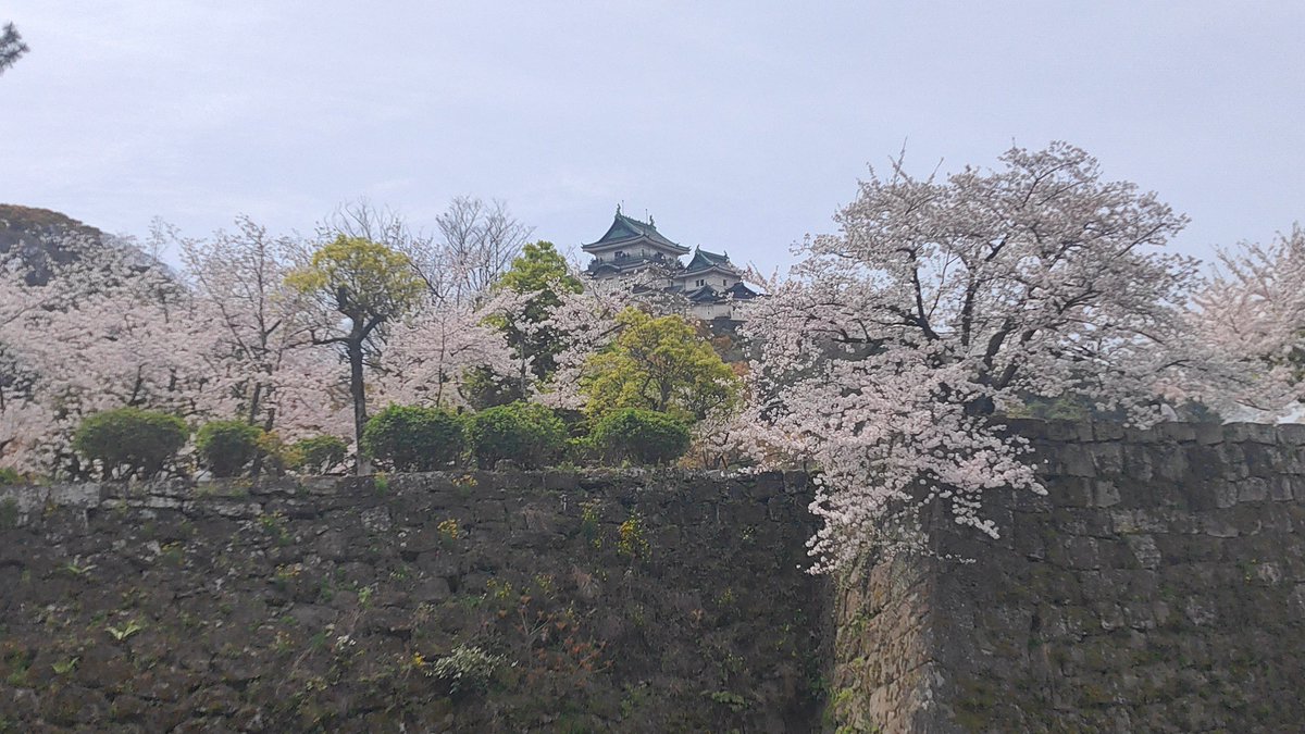 chigayan1124's tweet photo. 先日、和歌山城でこじんまりと行われたお花見碁会にお誘いいただき参加したところ、藤碁盤(@FujiGoban)の製作者の方とお会いしました🌸

藤碁盤のサイトでは、ブラウザで簡単に使用できる囲碁AIと囲碁界のニュースフィードが提供されています。
まさか製作者とお会い出来るとは😳囲碁界は狭いですね！ https://t.co/GILSdMhitg