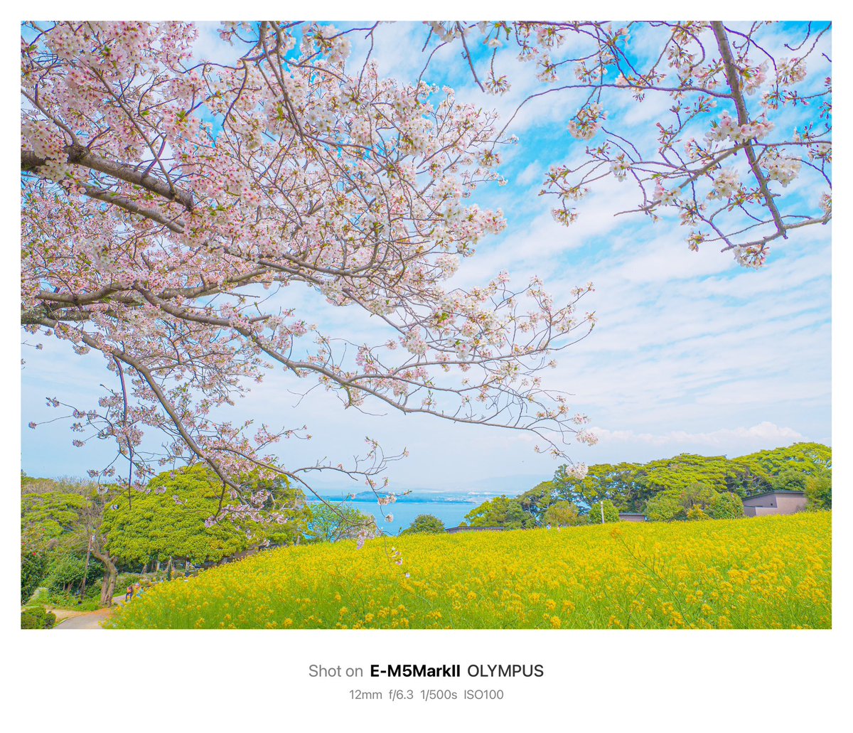 shotabiphoto_t's tweet photo. 能古島の春の花畑

📸2024.4.7

#写真が好きな人と繋がりたい 
#福岡 #のこのしまアイランドパーク https://t.co/bme4QuD2i6