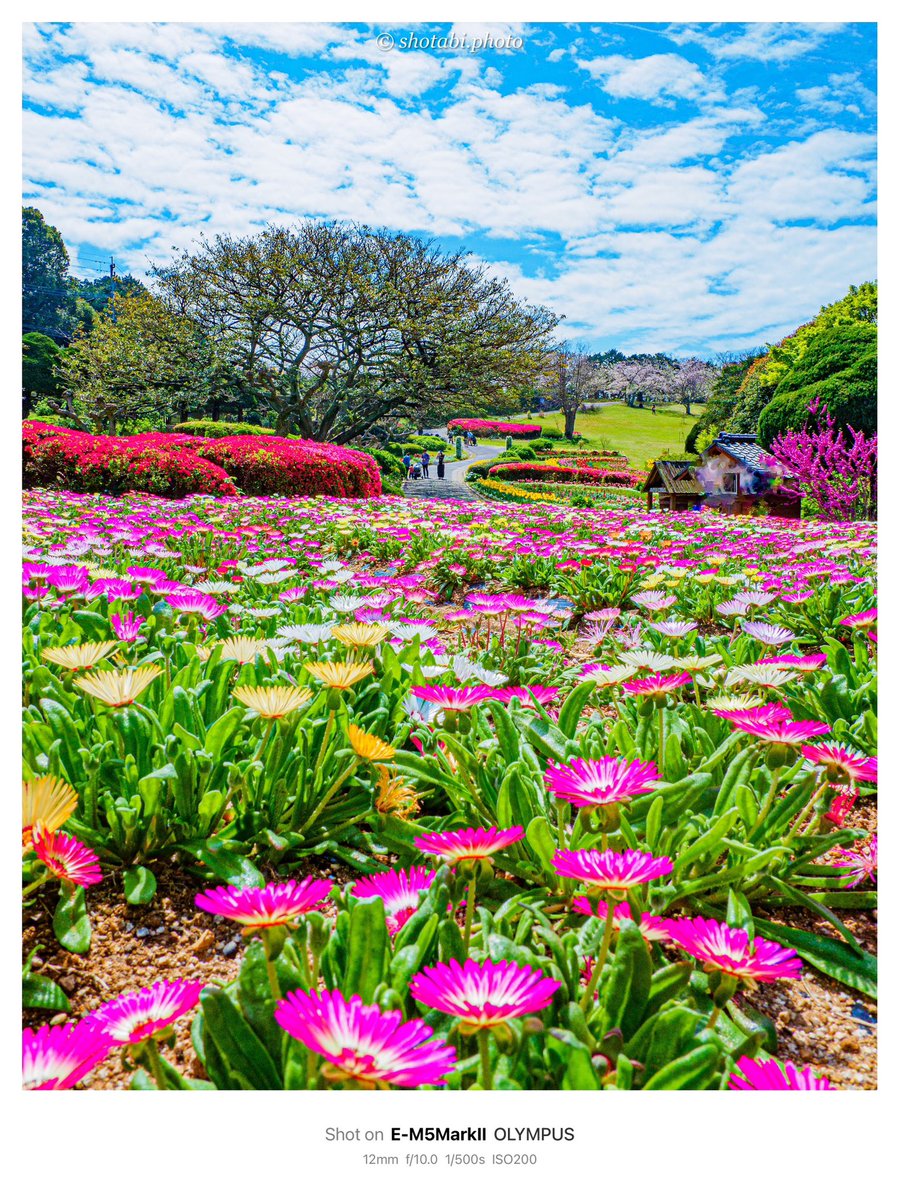 shotabiphoto_t's tweet photo. 能古島の春の花畑

📸2024.4.7

#写真が好きな人と繋がりたい 
#福岡 #のこのしまアイランドパーク https://t.co/bme4QuD2i6