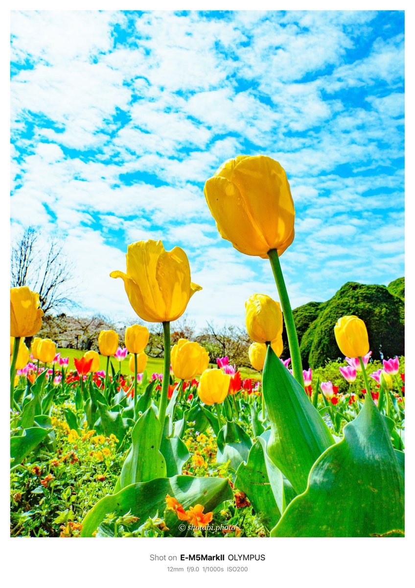 shotabiphoto_t's tweet photo. 能古島の春の花畑

📸2024.4.7

#写真が好きな人と繋がりたい 
#福岡 #のこのしまアイランドパーク https://t.co/bme4QuD2i6