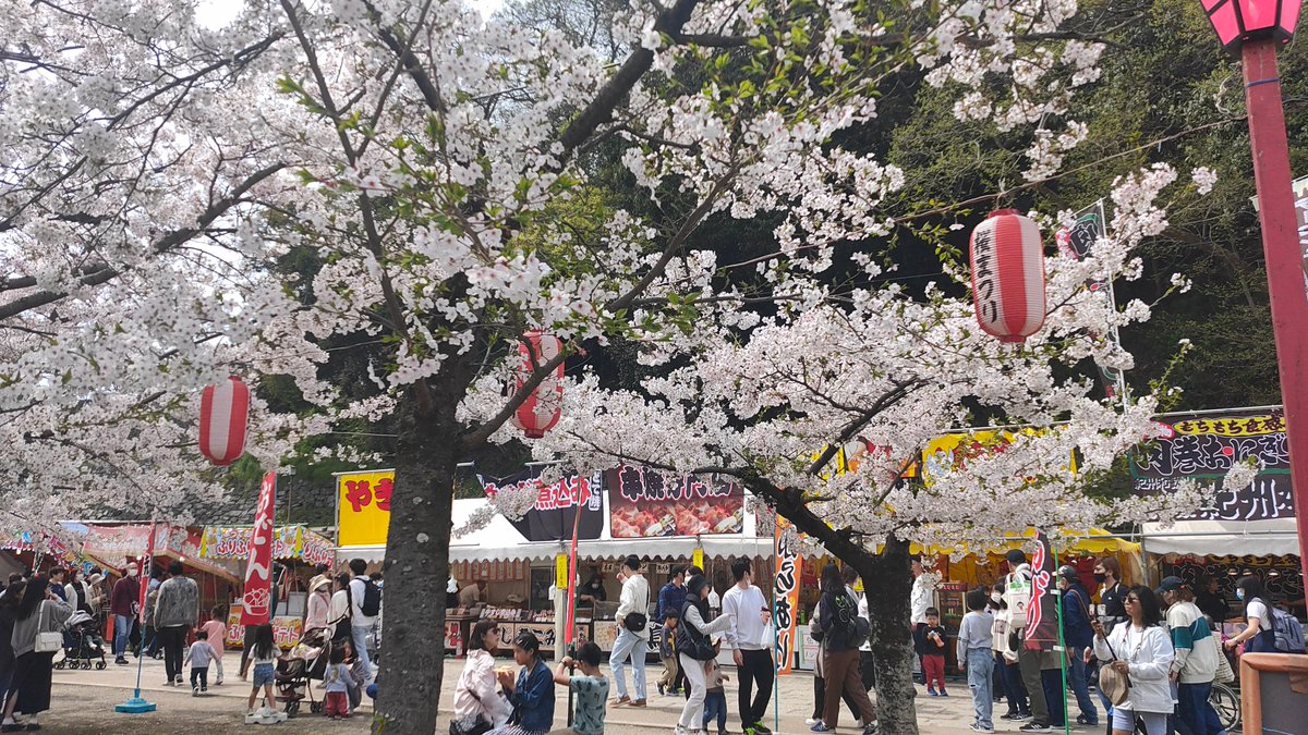 chigayan1124's tweet photo. 先日、和歌山城でこじんまりと行われたお花見碁会にお誘いいただき参加したところ、藤碁盤(@FujiGoban)の製作者の方とお会いしました🌸

藤碁盤のサイトでは、ブラウザで簡単に使用できる囲碁AIと囲碁界のニュースフィードが提供されています。
まさか製作者とお会い出来るとは😳囲碁界は狭いですね！ https://t.co/GILSdMhitg