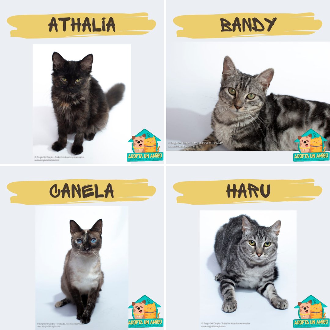 ASF_Prensa's tweet photo. ¿Quieres adoptar a un michi? Comunícate con Evelyn al 992 614 216 https://t.co/RSDPxK5rAs
