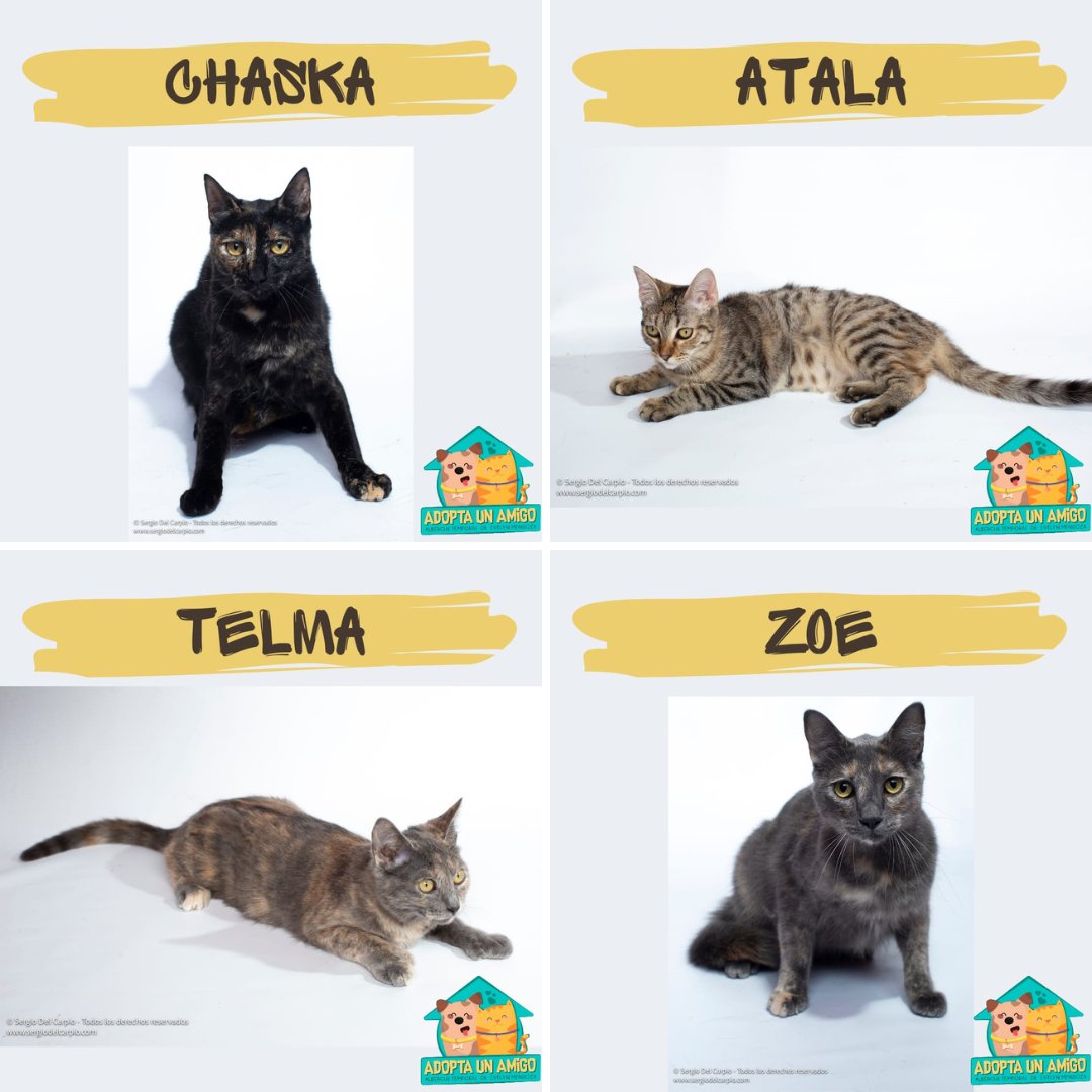 ASF_Prensa's tweet photo. ¿Quieres adoptar a un michi? Comunícate con Evelyn al 992 614 216 https://t.co/RSDPxK5rAs