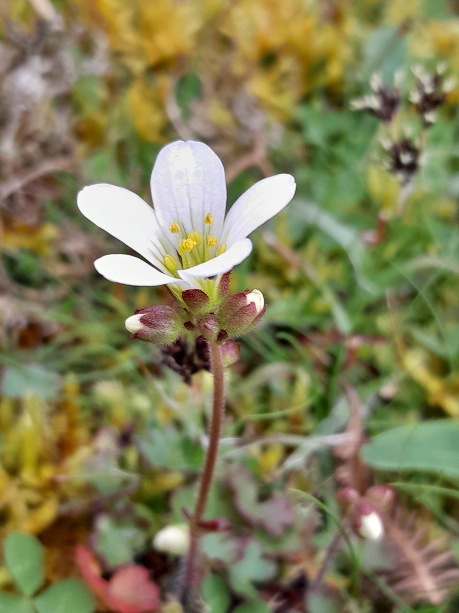 Wicklow Nature tweet media