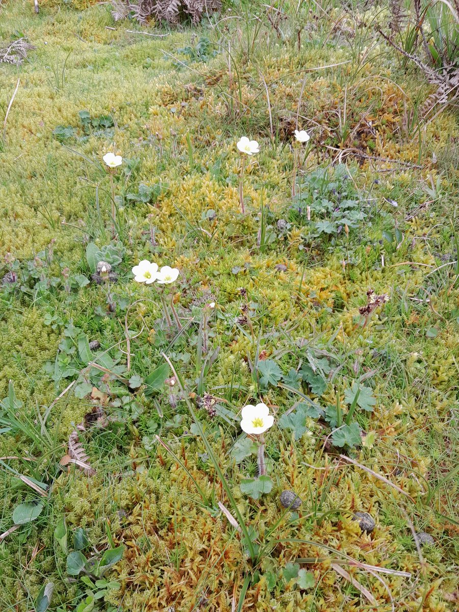 Wicklow Nature tweet media