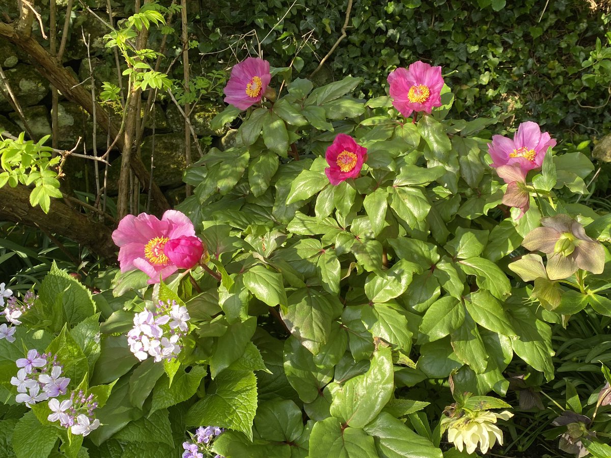 The first of the peonies to flower here, Paeonia mascula subsp. russoi (obtained as this). #fairviewyearround