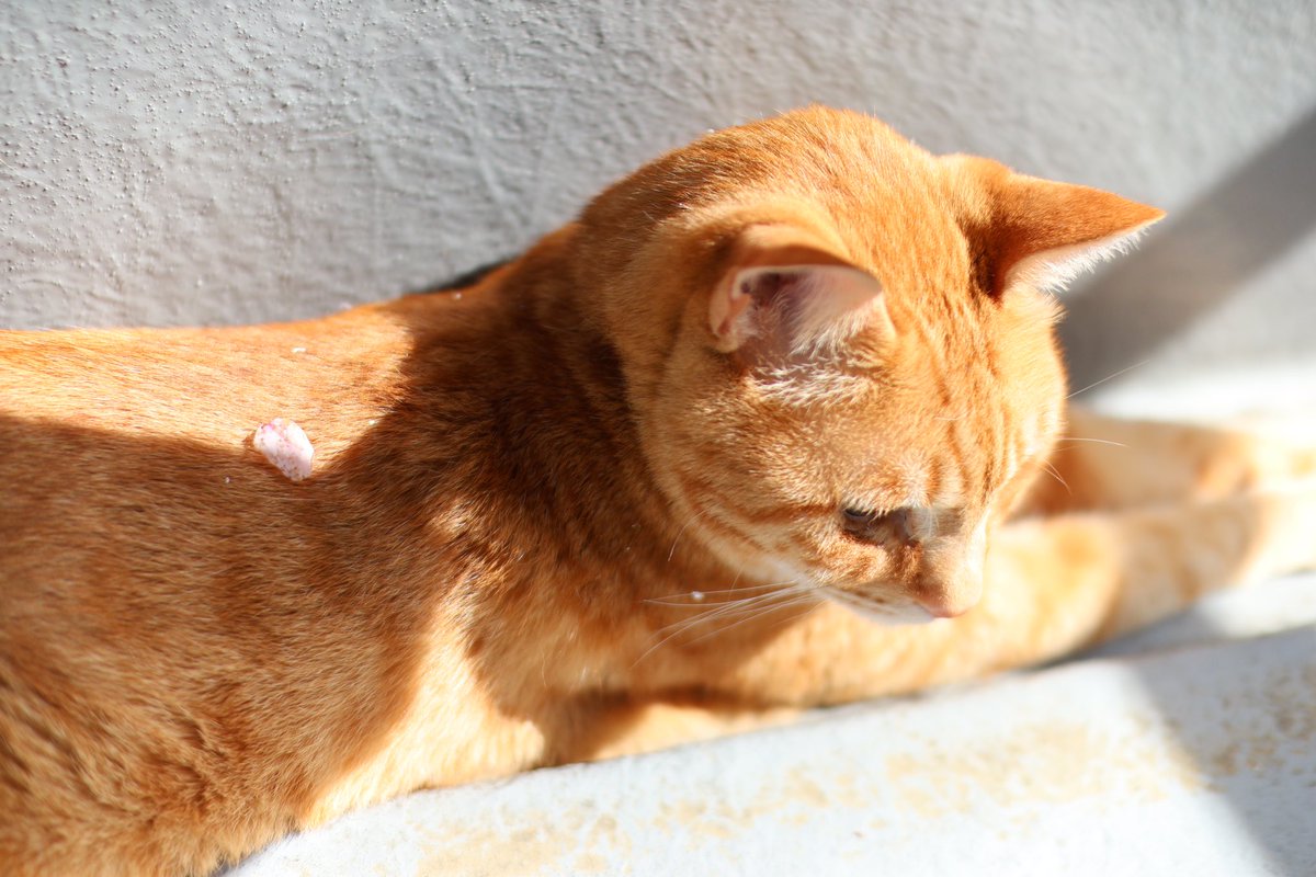 #日向ぼっこする猫 #虎鉄 

先週のお写真😊
さくら🌸の花びらが虎鉄の上に😆

#猫 #にゃんこ #ねこら部 #保護猫 #シンとクウ #シンクウコテ #cat #rescuecat #rescuecats #chat #ねこのいる幸せ #ねこのいる暮らし #koota #simba #simbaandkoota #飼い主バカ　#猫のいる暮らし #ねこと暮らす