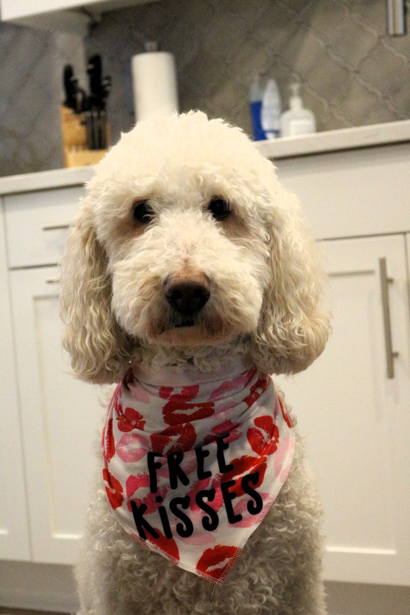 I got lots of love when I went to the dog park with my 'Free Kisses' bandana. Then I went to the hood + everyone asked 'who is kisses?' 🤷‍♀️ #FreeKisses #dogsofx