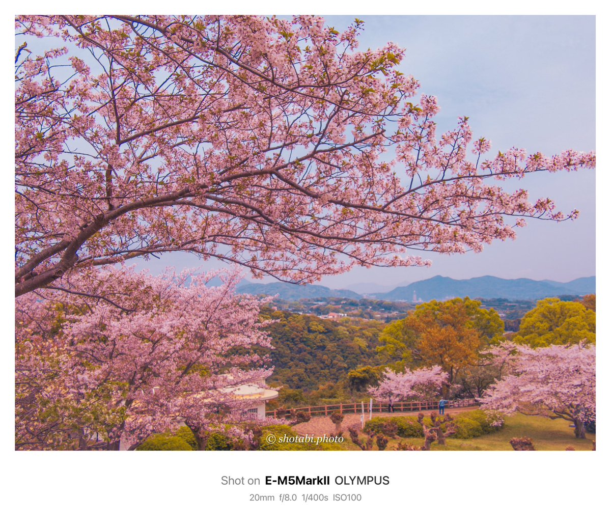 shotabiphoto_t's tweet photo. 西海橋公園の桜

#写真が好きな人と繋がりたい 
#長崎 #西海橋公園 #桜 https://t.co/HIz3AEJSlS