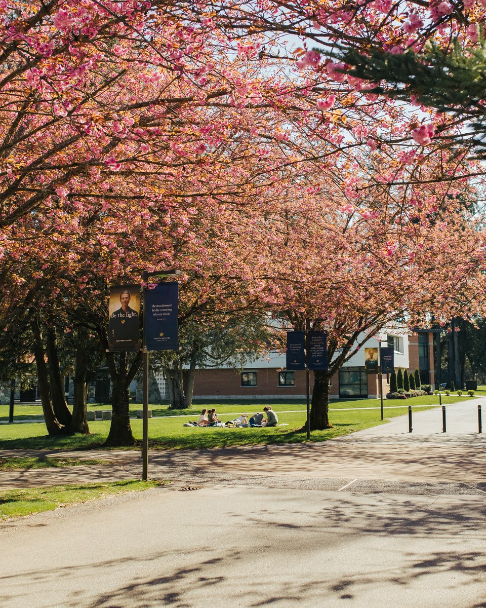 It's officially spring on our Langley campus! 😍 🌸 #TrinityWestern #cherryblossoms