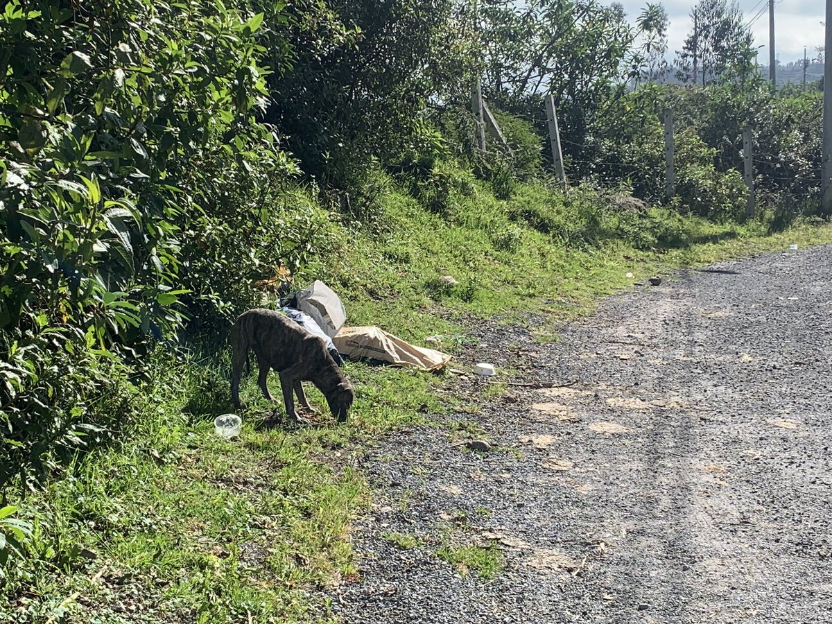gatoconbotasw's tweet photo. Hasta cuando el abandono de perritas en la vía a Nono 

Donde está @MunicipioQuito @pabelml @PaolaPabonC @PichinchaGob mucha tristeza el maltrato y abandono de los animalitos ayuda urbanimal #Quito https://t.co/7zPJoW1uBe
