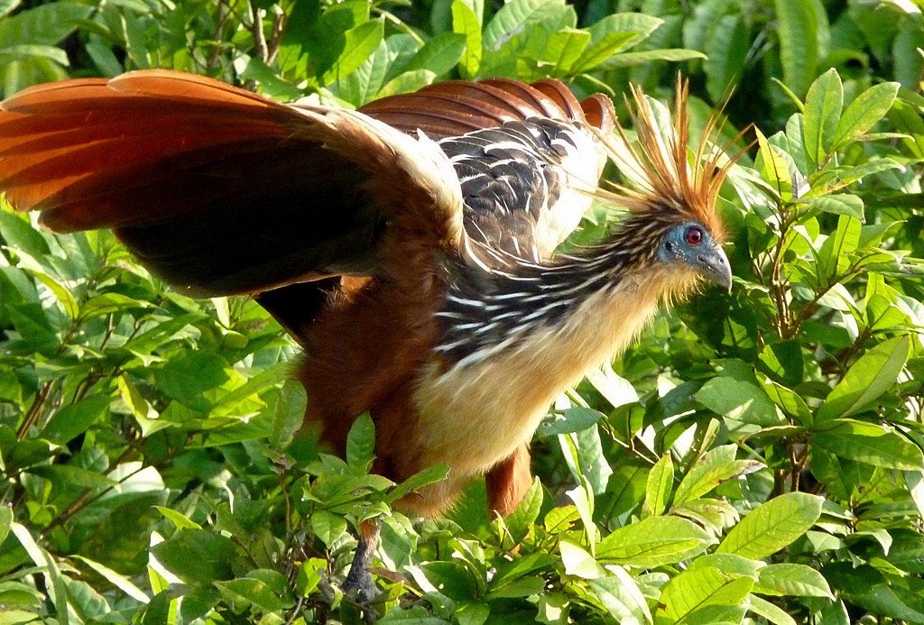 The hoatzin, best known for the claws the young possess. A callback to their dinosaurian ancestry…