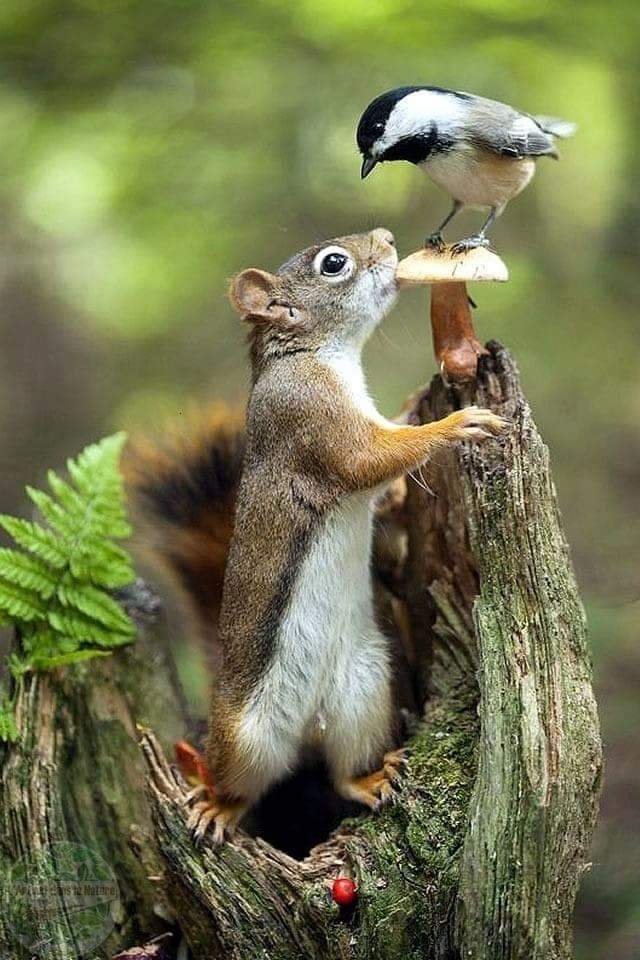 Squirrel Lover World (@squirrellovers_) on Twitter photo 2024-04-13 22:56:53