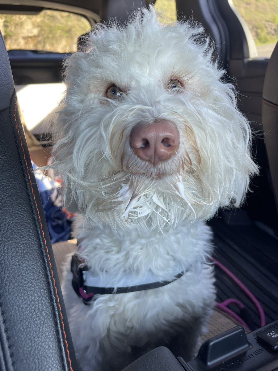 PlacePrinting's tweet photo. Pup cup from @Starbucks 

Dolly approves!!! https://t.co/GbmpkUdFXi