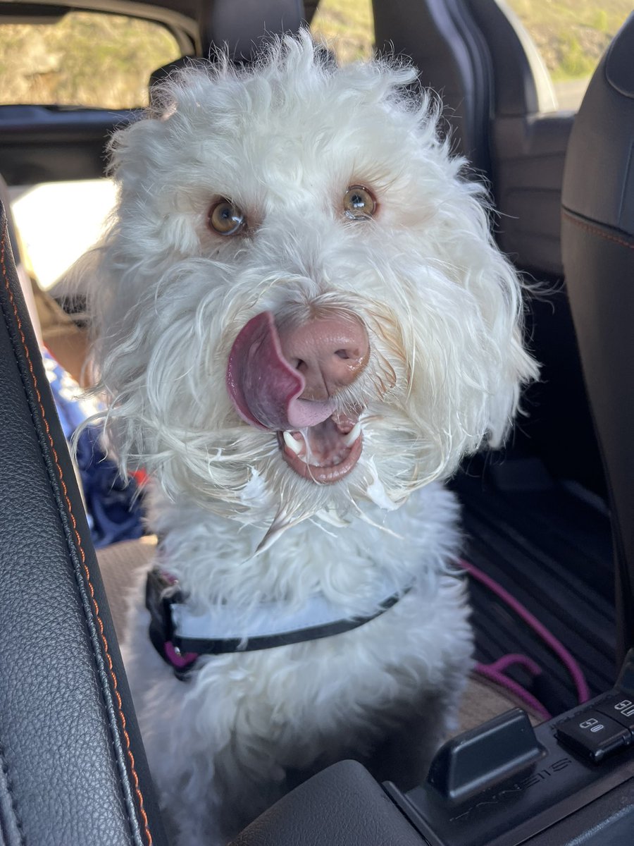 PlacePrinting's tweet photo. Pup cup from @Starbucks 

Dolly approves!!! https://t.co/GbmpkUdFXi