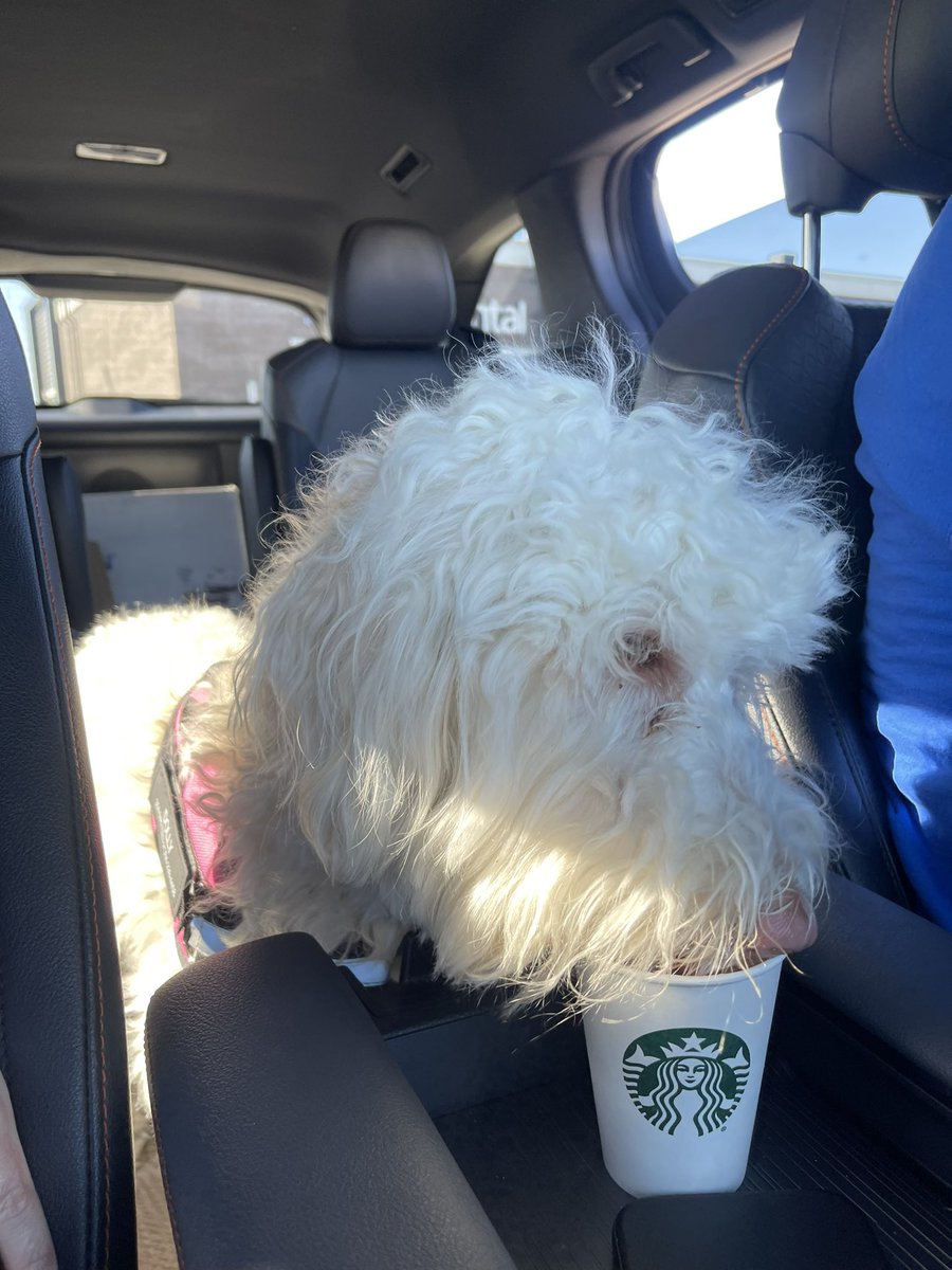 PlacePrinting's tweet photo. Pup cup from @Starbucks 

Dolly approves!!! https://t.co/GbmpkUdFXi