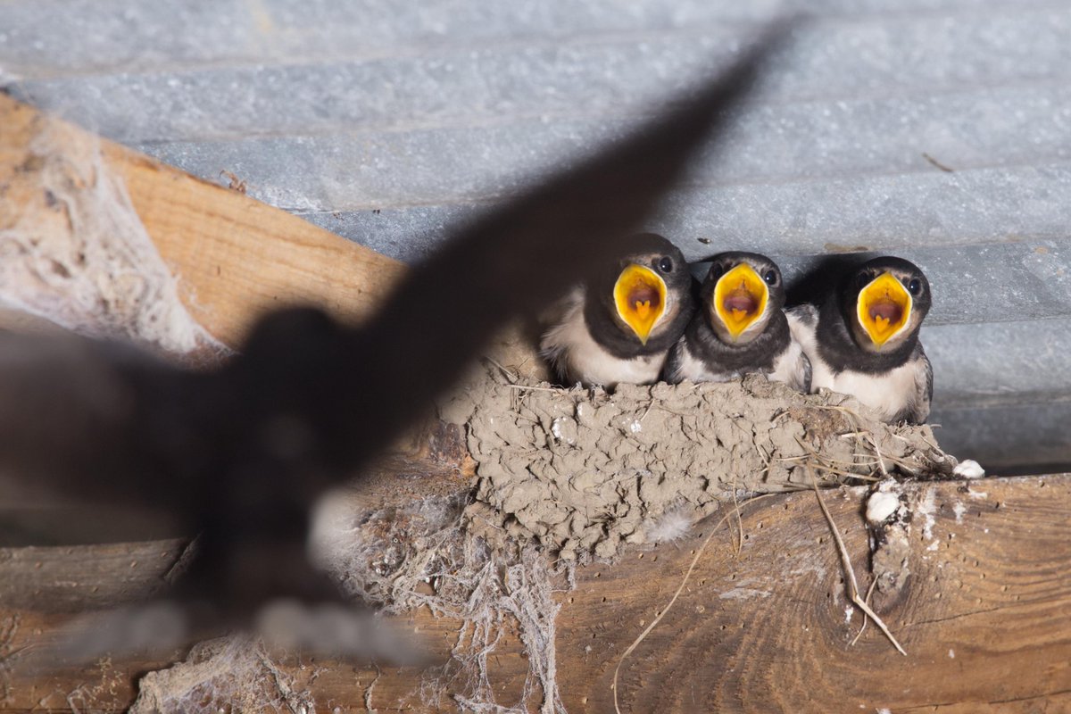 Swallows and sand martins, an Irishman abroad in the USSR, a German eye on Daniel O'Connell, + Harry Nilsson's Irish love. #sundaymiscellany Sun 14 April 9.10am <a href="/RTERadio1/">RTÉ Radio 1</a> Jim Sharkey Jenny Beale <a href="/BrigitsGardenIE/">Brigit's Garden</a> <a href="/DeeMcQuillan/">Deirdre McQuillan</a> <a href="/DanMulhall/">Daniel Mulhall</a> <a href="/BrianFarrellPh1/">Brian Farrell Photographer</a> Denise Blake Tune in!