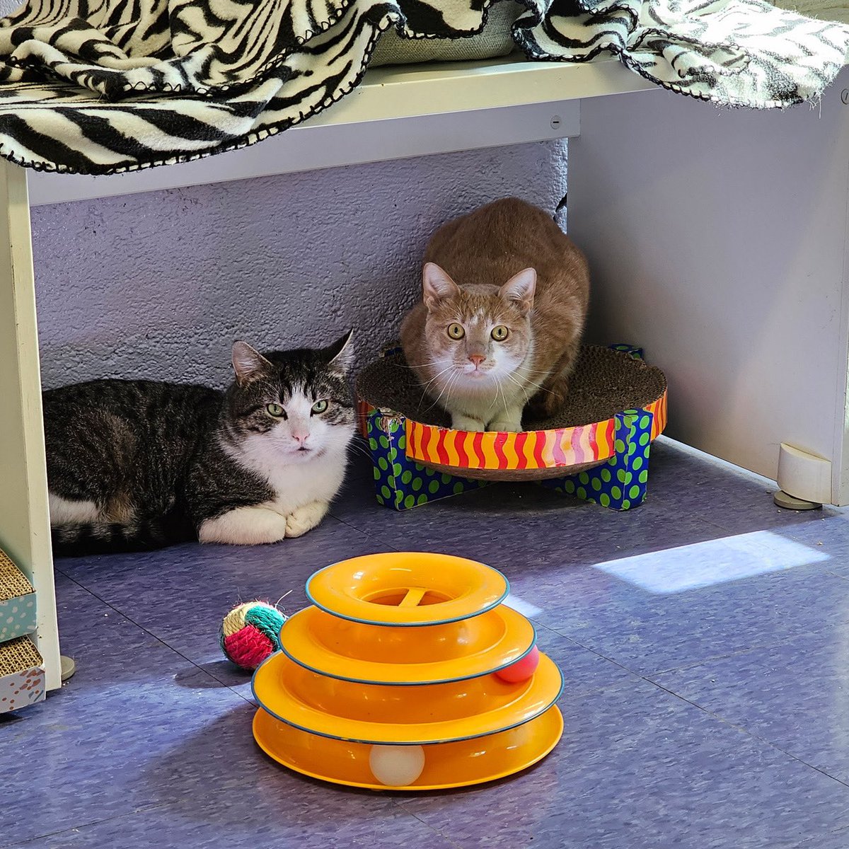 Happy #Caturday from our handsome boys, Winston and Casey! While Casey was recently #adopted, Winston is still waiting for a forever home!