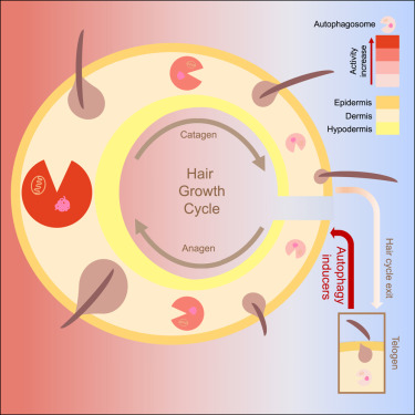 Stimulation of Hair Growth by Small Molecules that Activate Autophagy

🔘 mTOR and AMPK modulation by rapamycin, metformin, and α-KG induces anagen hair growth

🔘Autophagy induction is necessary and sufficient for anagen entry and hair growth

🔘 Autophagy is increased during