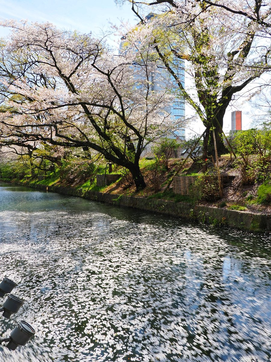 Talmon153's tweet photo. 高崎スズラン前の桜を見に行って来ました。

見頃を過ぎていて、お堀端の水面には多数の花びらが浮かんでいました。

それでも風情が感じられるので、見応えありです！
2024.04.13

#OMSYSTEM #OM1 #写真好きな人と繋がりたい #ファインダー越しの私の世界 #キリトリセカイ
#高崎城址公園 #お堀端 #桜 https://t.co/q27WrLntWm