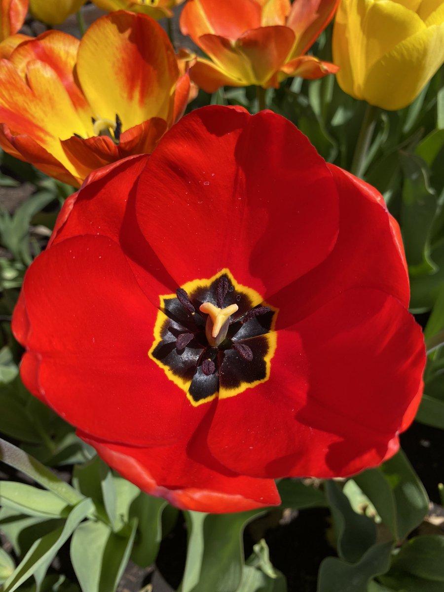OscarReynaga's tweet photo. Tulip Time 2024 https://t.co/sHrlVhX4DT