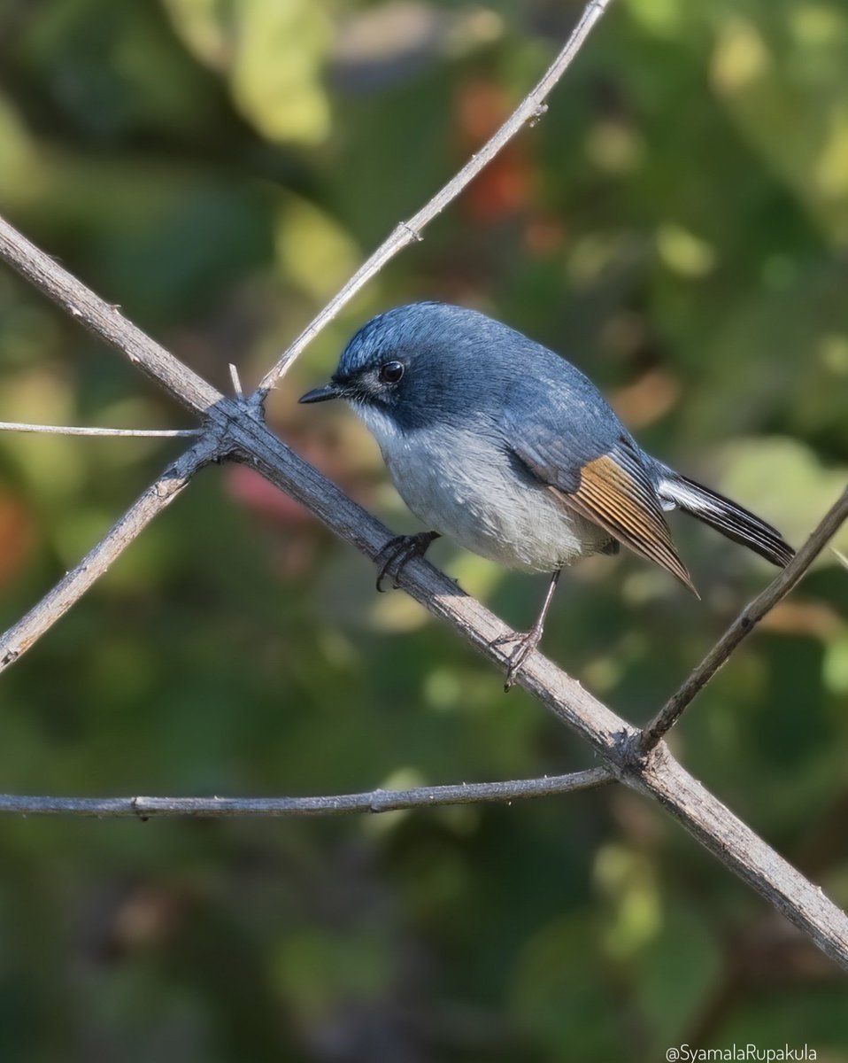 #indiaves #ThePhotoHour #BirdsOfTwitter #TwitterNatureCommunity #wildplanet #wildlife #BBCWildlifePOTD  #BirdsSeenIn2024 #NatureIn_Focus #birdtwitter #birds #natgeoindia Slaty-blue Flycatcher
