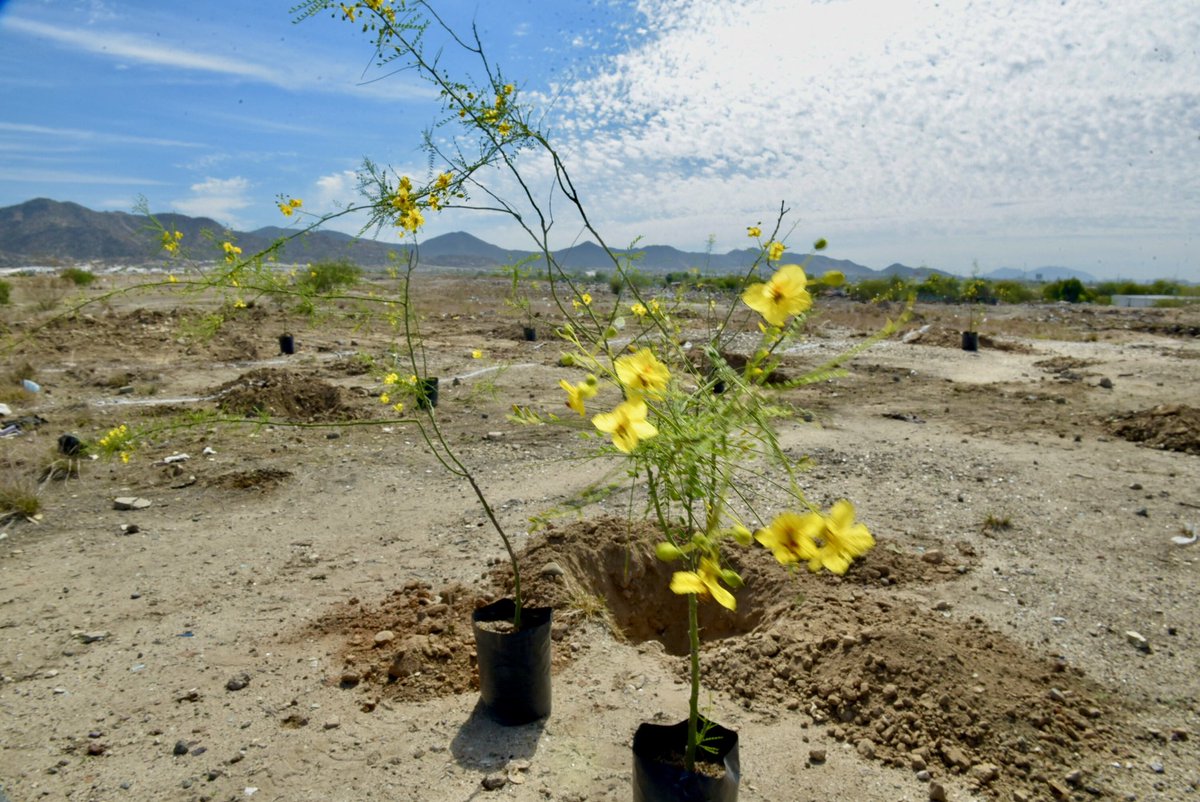 Hoy honramos el recuerdo de quienes, con su noble acto de donación de órganos, han salvado vidas. Su memoria perdurará en estos árboles que plantamos, recordándonos que el amor, trasciende.

Muchas gracias a las familias que nos acompañaron y a la Fundación Miika por apoyar esta