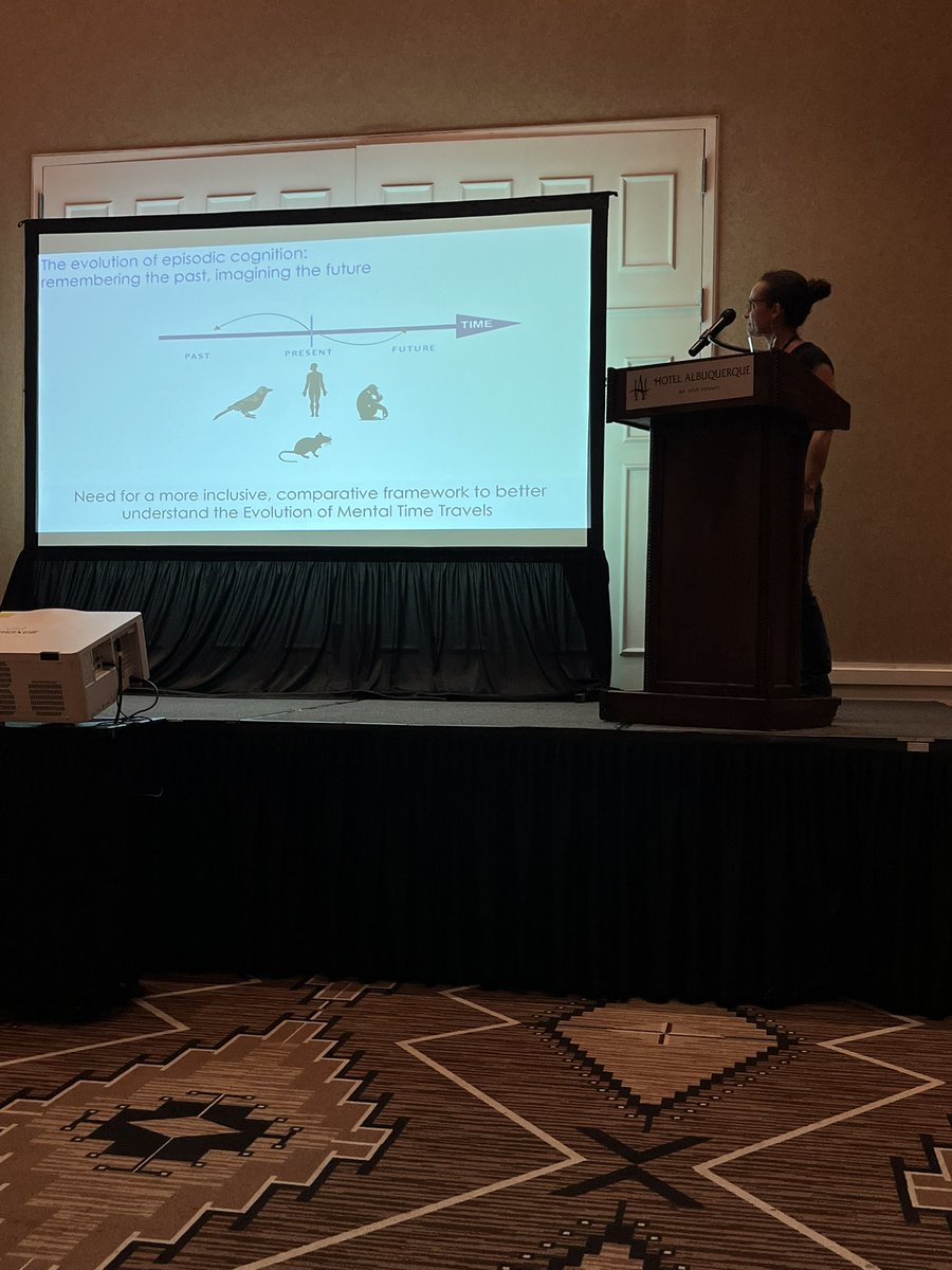 ComparativeCog's tweet photo. How do #Cuttlefish manage their meals? 🦑 @ChristelleJozet &amp; team's work reveals they remember what, when, and where they ate, adjusting their foraging tactics accordingly. Cuttlefish exhibit remarkable #CognitiveFlexibility beyond what was previously assumed. #CO3_2024 #Episodic https://t.co/068vaIKSFr