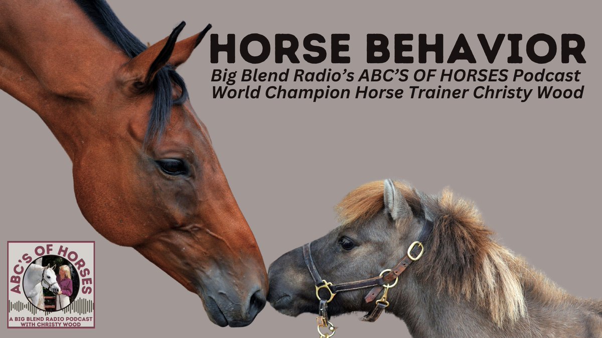 Now on #BigBlendRadio's ABC's of Horses Podcast with world champion horse trainer Christy Wood, we discuss horse behavior including training, leadership, and communication. Listen: youtu.be/iWXEwuRzq2Y?fe… #equestrian #horselovers